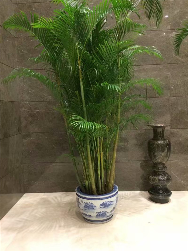 绿植租摆